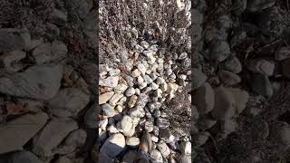 Selling Rocks for $/Venta de rocas