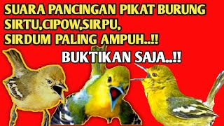Download lagu Pancingan Suara Pikat Burung Sirtu,Cipow,Sirpu / Sirdum Paling Ampuh mp3