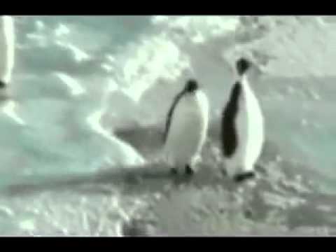 Chlip Tv 📺 chlip 001 lustiger Pinguin