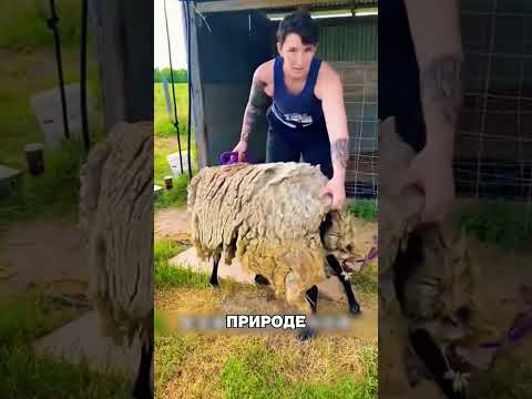 Девушка сняла с овцы ТОННУ ШЕРСТИ😱🐑✂️