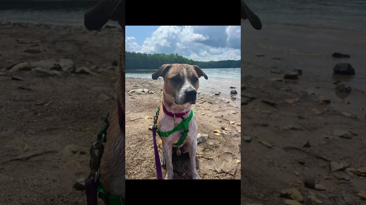 Enlarge Butter Bean, a Adoptable mixed breed in Ellijay, GA video 2/2