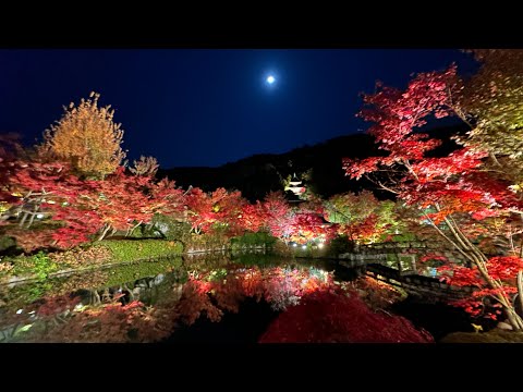 京都の紅葉2023 ライブ配信 永観堂ライトアップ