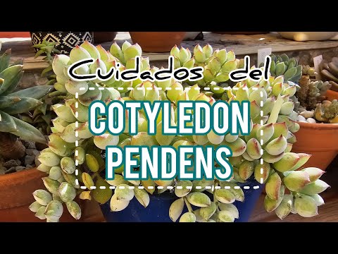 , title : 'Cuidados del Cotyledon Pendens / Jardín Suculento'