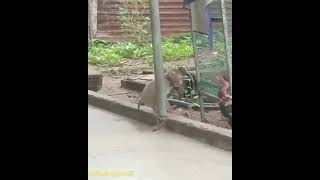 Download lagu Pertarungan Monyet vs Ayam mp3 Download lagu Pertarungan Monyet vs Ayam mp3