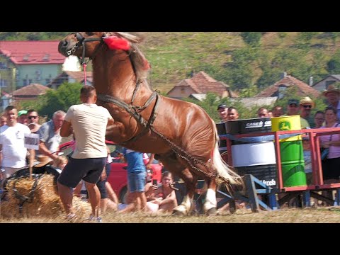 Cai probe de tracțiune la simplu Tășnad - Satu Mare 27 August 2023