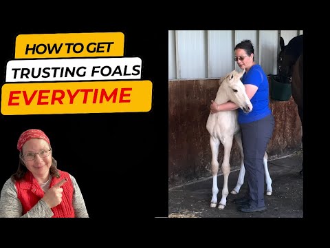 Overcoming fear in young foals | Part I- in details, with demonstration.