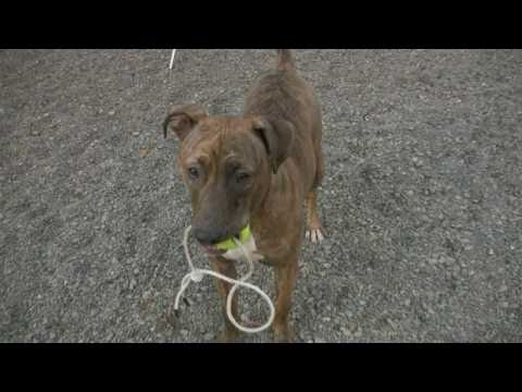 download lagu mp3 mp4 Anchorage Animal Control, download mp3 Anchorage Animal Control free download mp3, download mp3 Anchorage Animal Control