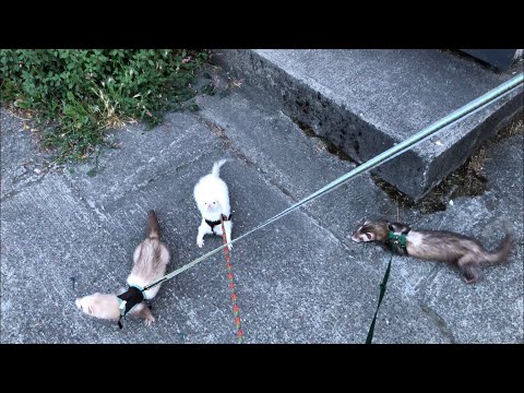 YouTube video about: How to train a ferret to walk on a leash?