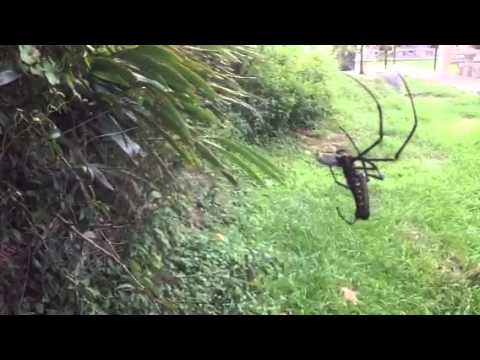 Golden Orb Weaver Spider Okinawa, Japan wrapping up a large bug