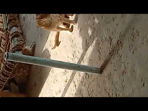 two cat are playing 💗 Afifa Fouzia ✌️ plz subscribe my youtube chanel ❤️💖