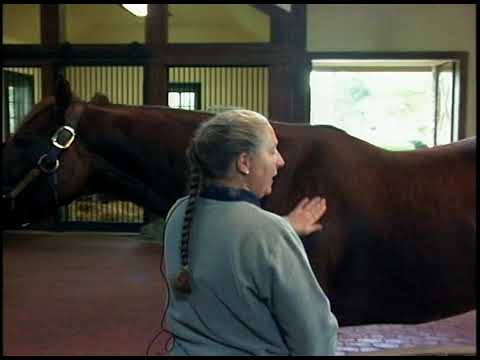 Smarty Jones Feature from Farm 2004