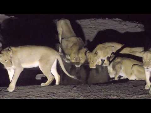Safari Live Videos--Djuma Waterhole- Sept 4- 07:00 p.m CAT- All 5 Nkahuma Lioness's and 1 BB