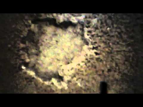 EFFECTS OF ADVANCED NUTRIENTS ON CARPET