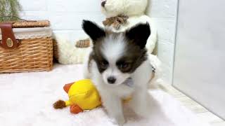 パピヨンの動画01