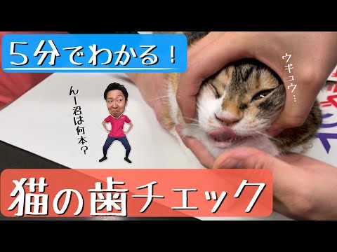 猫の歯の問題