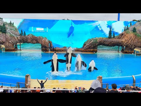 [4K June 2022] Orca Encounter Full Show - Seaworld San Diego