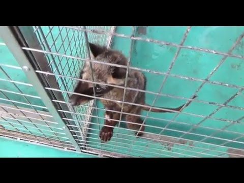 Cibetka palmová (Paradoxurus hermaphroditus) — reálne info: welfare a legislatíva
