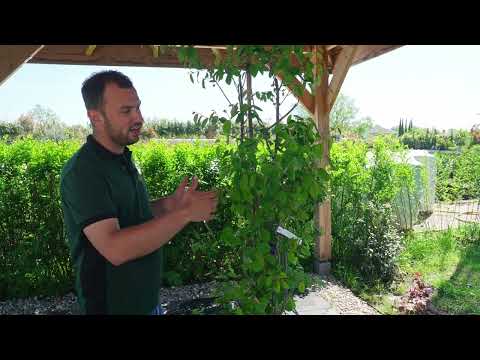 Plantpraat Amelanchier lamarckii | Directplant