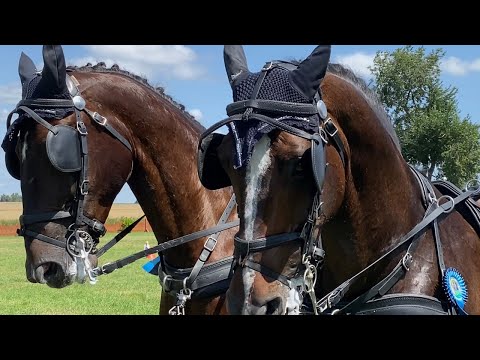 Mistrzostwa w powożeniu zaprzęgami