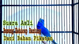 Download lagu Suara Asli Burung Kehicap Ranting Alam Cocok Buat Masteran Burung Anda mp3 Download lagu Suara Asli Burung Kehicap Ranting Alam Cocok Buat Masteran Burung Anda mp3