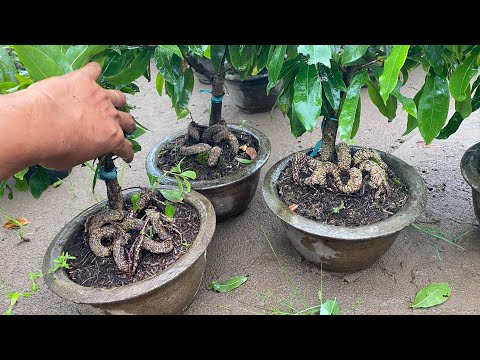 0799.680.009-lô gốc nhớt 3 mùa gốc sieu vip