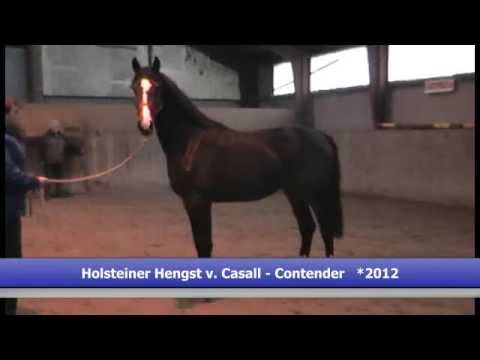 Holsteiner Hengst v. Casall - Contender - HOF GERICKE