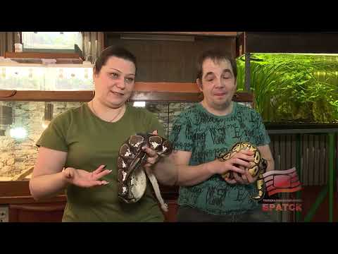 Братская семья готовится к появлению на свет змеенышей и делит дом с целым зоопарком