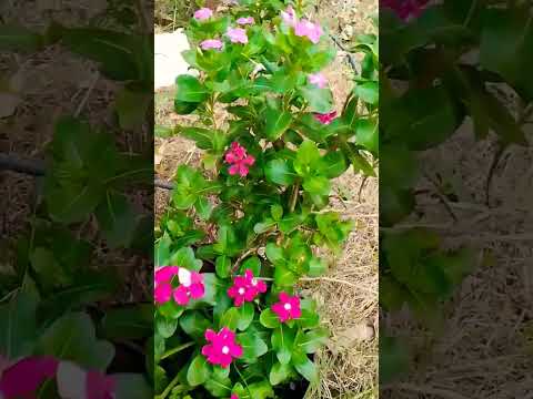 flute beautiful sound#flower #beautifulnature #garden#summer flowers