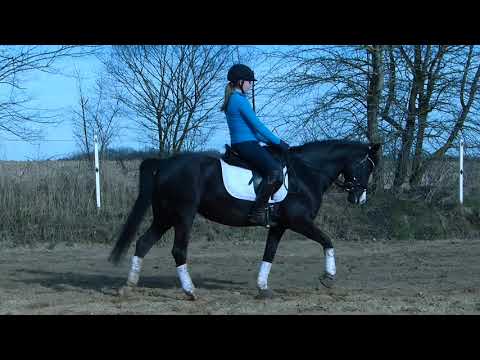 Dressurpony zu verkaufen