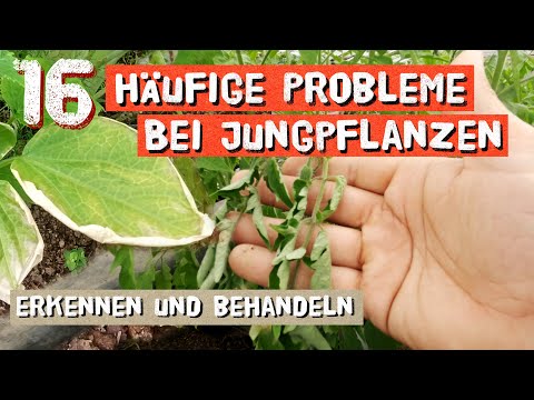 , title : '16 häufige Probleme bei Jungpflanzen! Brauner Blattrand, Gelbe Blätter, uvm - erkennen und beheben!'