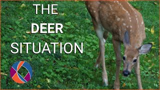 Are Deer Taking Over Our Cities | The Current
