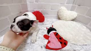 フレンチブルドッグの動画01