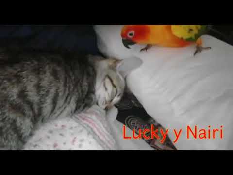 Lucky y Nairi ( adoptado )
