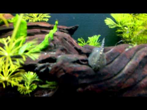 Watch Video on YouTube