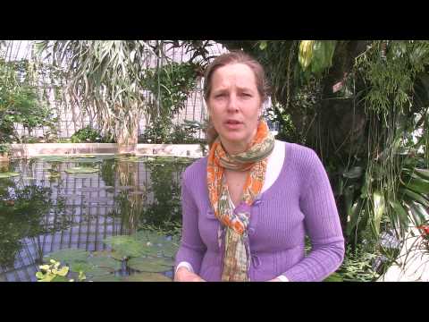 Platshållare för video