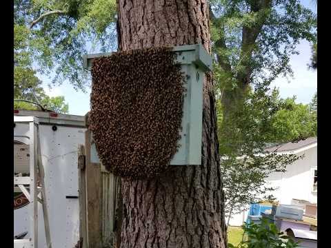 10 BEST BEE SWARM TIPS! Two top area swarm catchers share their advice on catching spring swarms.