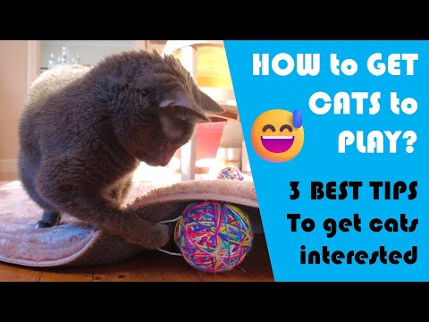 How To Get Our Cute Cats To Play 😅 Best Tips