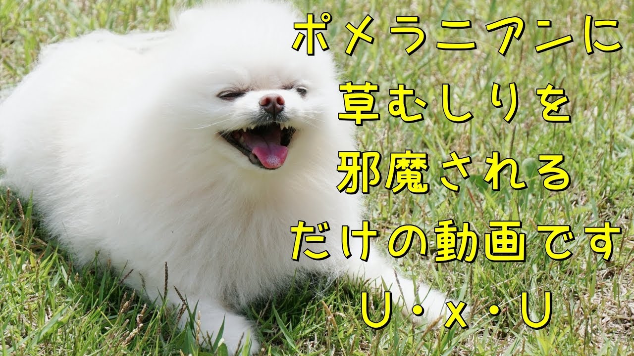 ポメラニアンと草むしり