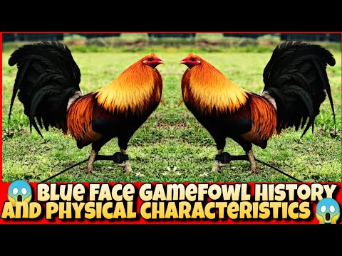 Blue face history and physical characteristics