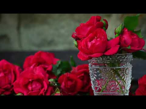 Opwekking 414 U zond uw Zoon