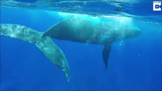 Walvis redt snorkelaar van enorme tijgerhaai Whale Protects Diver From Nearby Shark