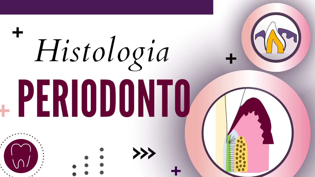 HISTOLOGIA DO PERIODONTO | PERIODONTO DE SUSTENTAÇÃO E PERIODONTO DE PROTEÇÃO