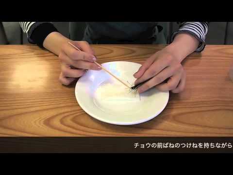 蝶の体はどのように見えますか?