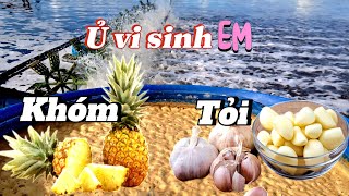 How to compost pineapple and garlic microorganisms to raise shrimp