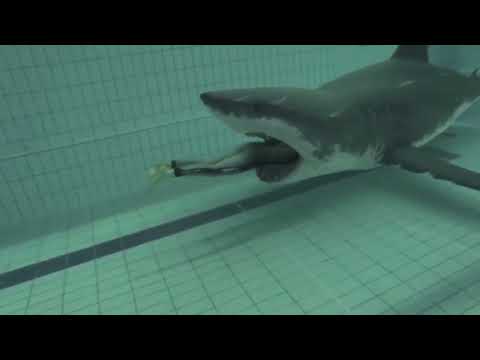 Did she just swim into the Shark’s mouth What!? 😱 @Gabriel Benicio #shark #shorts