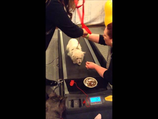 Video Teaser für Dog on treadmill