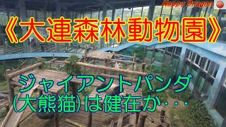 【大連森林動物園】ジャイアントパンダに会いに行った！