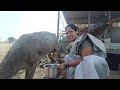 Goat Milking