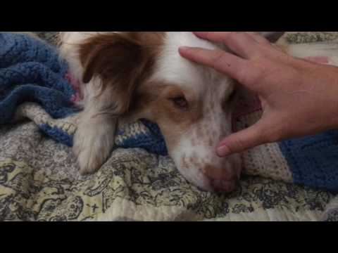 download lagu mp3 mp4 How To Bond With Your Rescue Dog, download lagu How To Bond With Your Rescue Dog gratis, unduh video klip How To Bond With Your Rescue Dog