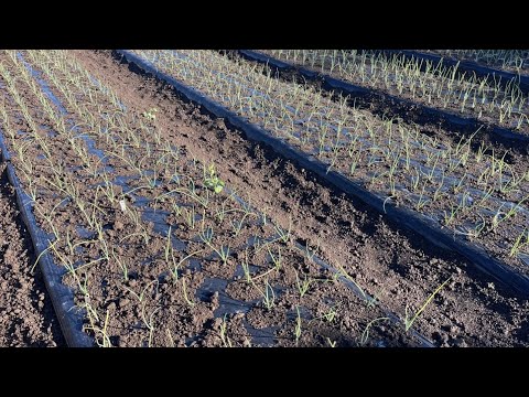 2月の屋外播種：この冬は何を植えますか？苗を霜から守るにはどうすればよいですか？  庭園